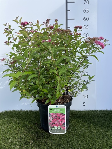[P0000247] Spiraea  japonica Darts Red C3 25-30