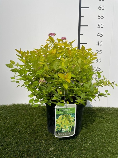[P0000251] Spiraea  japonica Goldmound C3 25-30