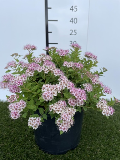 [P0000252] Spiraea  japonica Little Princess C3 25-30