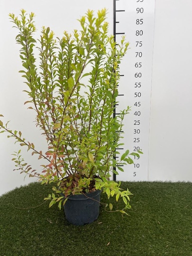 [P0000257] Spiraea  thunbergii Fujino Pink C3 40-60