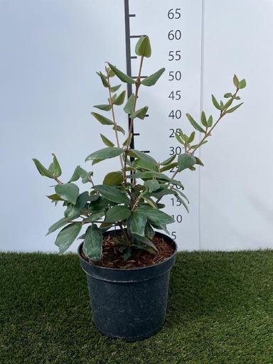 [P0000275] Viburnum  Burkwoodii C3 30-40