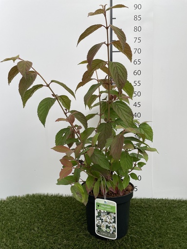 [P0000283] Viburnum  plicatum tomentosum C3 40-60