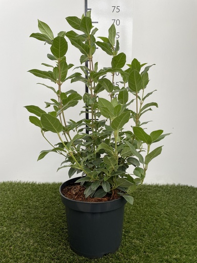 [P0000285] Viburnum  Tinus C3 30-40