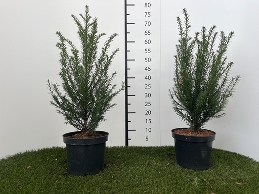 [P0000265] Taxus  Baccata C3 40-50