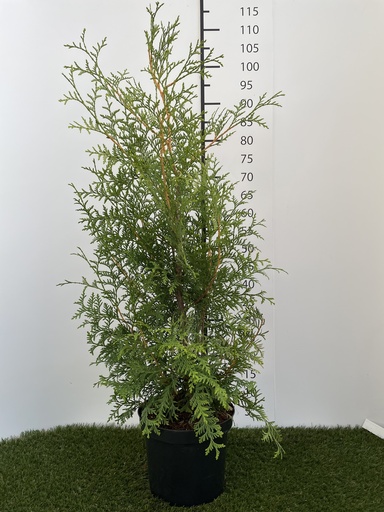 [P0000268] Thuja  occidentalis Brabant C4 80-100