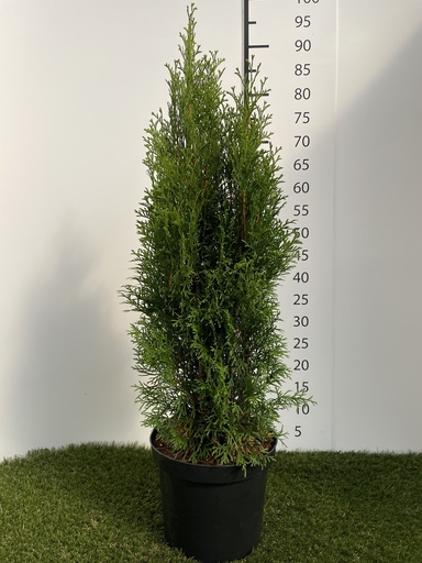 [P0000269] Thuja  occidentalis Smaragd C4 80-100