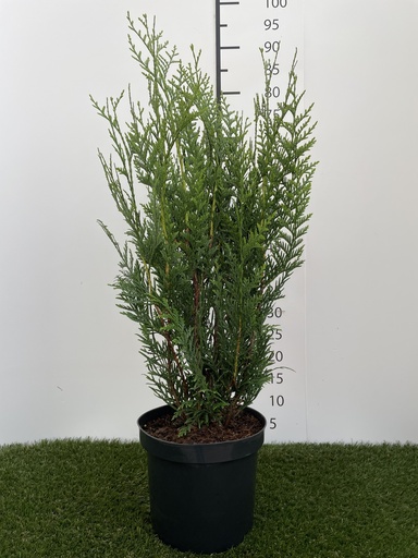 [P0000306] Thuja  plicata Atrovirens C4 80-100