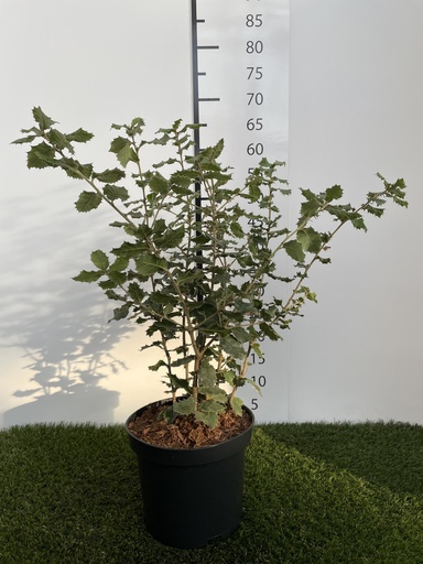[P0000223] Quercus Ilex C3 40-60