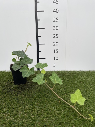[P0000298] Hedera hibernica P9 GM
