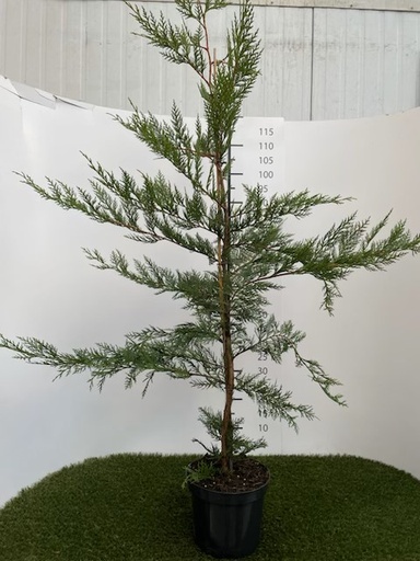 [P0000294] Cupressocyparis Leylandii C4 125-150