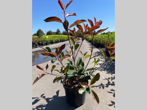 [P0000180] Photinia fraseri Red Robin C3 40-60