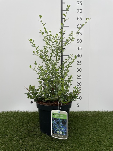 [P0000045] Ceanothus impressus  Victoria C3 30-40