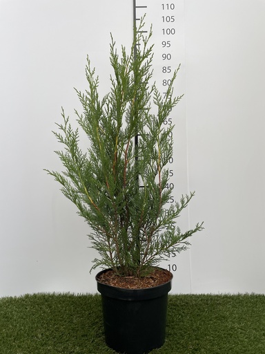 [P0000077] Cupressocyparis leylandii 2001 C4 80-100