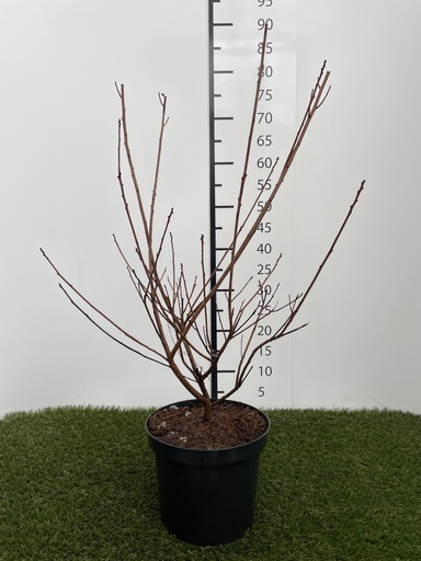 [P0000067] Cotinus coggygria Dusky Maiden C3 40-50