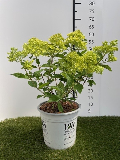 [P0000111] Hydrangea Paniculata Little Lime C4 30-40