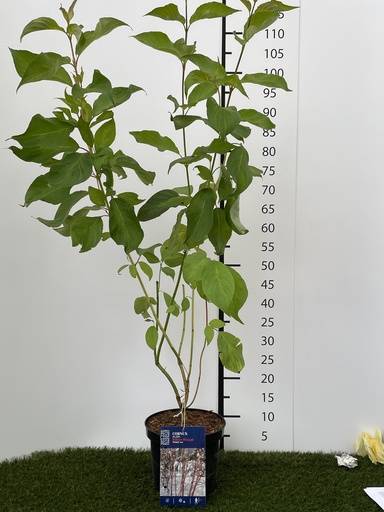 [P0000055] Cornus alba Baton Rouge C3 40-60