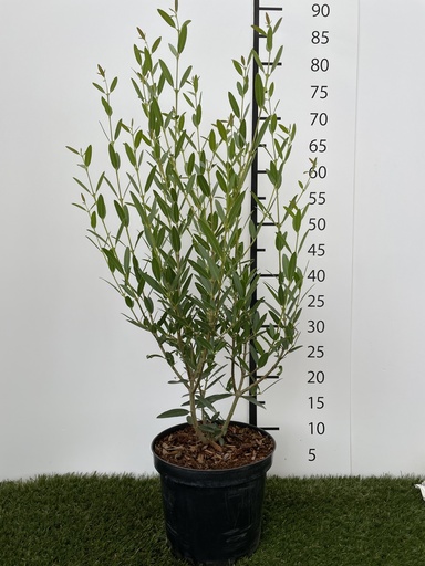 [P0000176] Phillyrea angustifolia C3 40-50