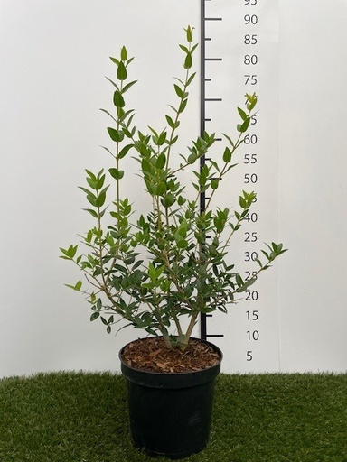 [P0000177] Phillyrea latifolia C3 40-50