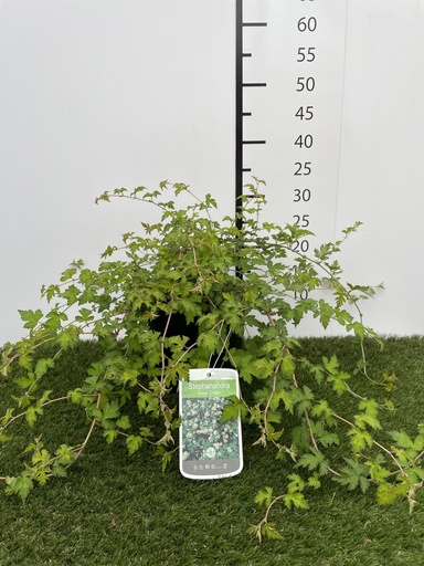 [P0000259] Stephanandra incisa Crispa C3 30-40