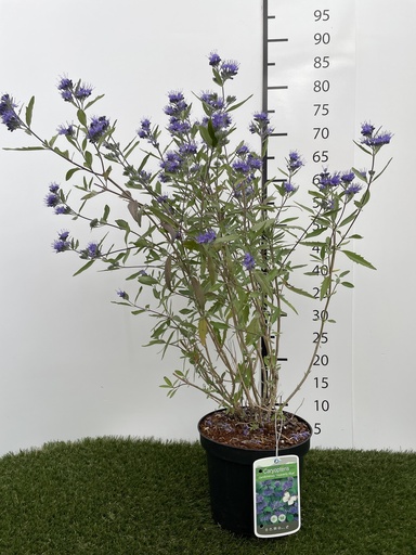 [P0000038] Caryopteris clandonensis Heavenly Blue C3 30-40