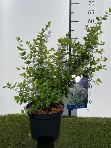 [P0000006] Abelia chinensis Autumn Festival C3 40-50