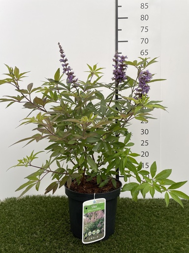 [P0000290] Vitex agnus Latifolia C3 40-50