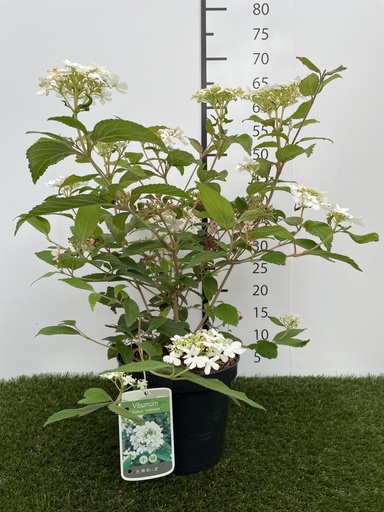 [P0000284] Viburnum plicatum Watanabe C3 30-40