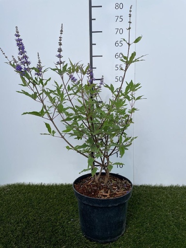 [P0000291] Vitex agnus-castus C3 30-40