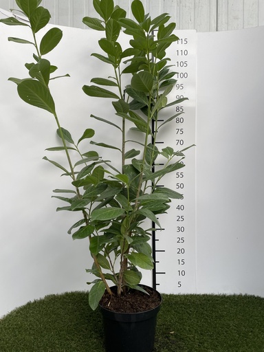 [P0000206] Prunus laurocerasus Novita C4 80-100