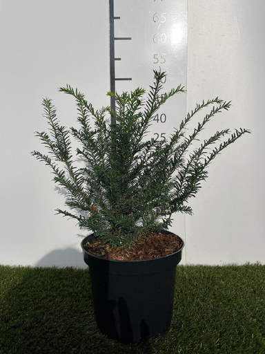 [P0000264] Taxus Baccata C3 30-40