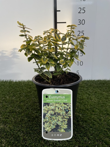 [P0000296] Euonymus  fortunei Emerald n Gold C1,5 15-20
