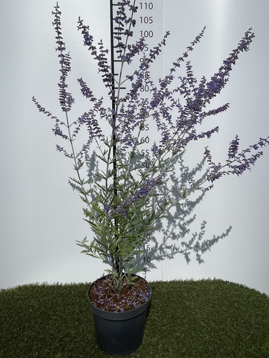 [P0000300] Perovskia atripl Blue Spire C3 40-50
