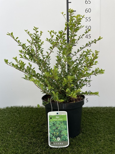 [P0000126] Ilex crenata Convexa C3 40-60
