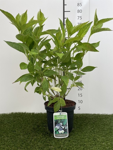 [P0000120] Hydrangea serrata Bluebird C3 40-50