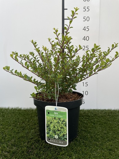 [P0000128] Ilex crenata Green Glory C3 30-40