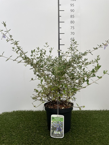 [P0000266] Teucrium Fruticans C3 30-40