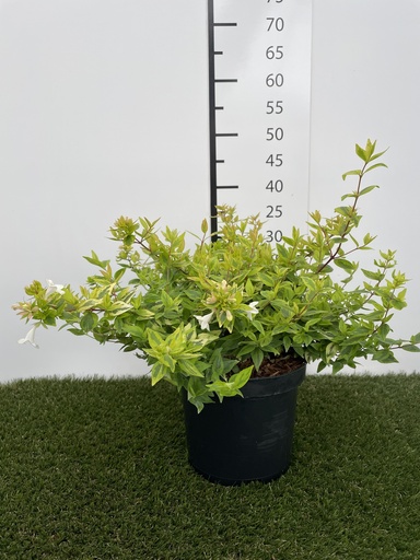 [P0000347] Abelia grandiflora Kaleidoscope C3 25-30