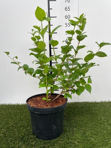 [P0000349] Abeliophyllum distichum C3 40-50