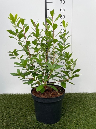 [P0000352] Arbutus unedo Compacta C3 30-40