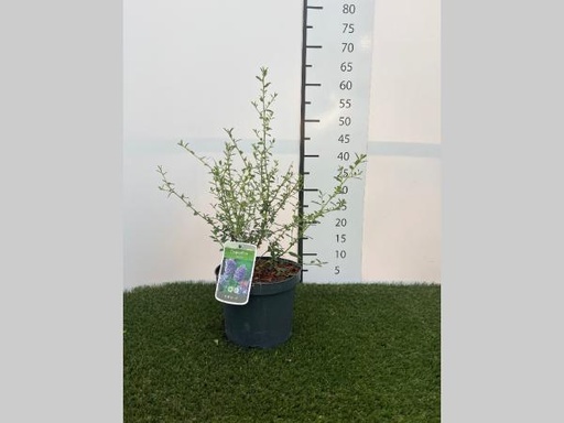 [P0000369] Ceanothus Concha C3 40-50
