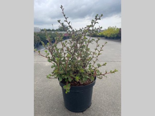 [P0000371] Ceratostigma griffithii C3 40-50