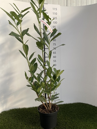 [P0000386] Prunus  laurocerasus Caucasica C3 80-100