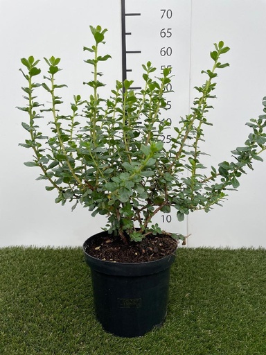 [P0000396] Escallonia Apple Blossom C3 40-50