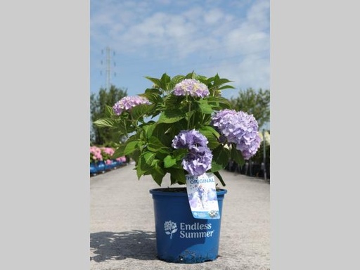 [P0000412] Hydrangea macr. Endless Summer Original