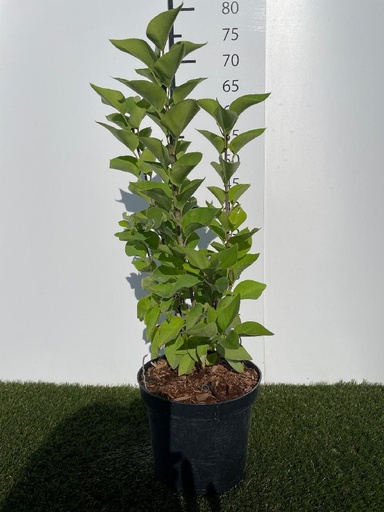 [P0000445] Syringa vulgaris Carpe Diem C3 40-50
