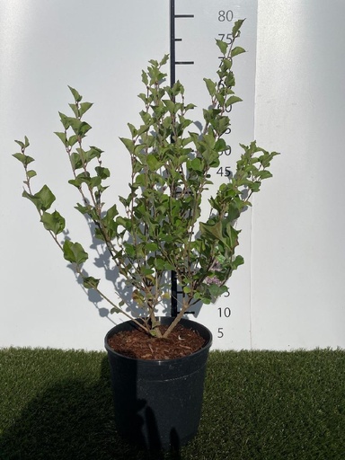 [P0000449] Syringa meyeri Palibin C3 40-50