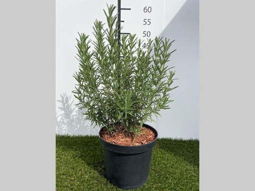 [P0000450] Rosmarinus officinalis C3 20-25