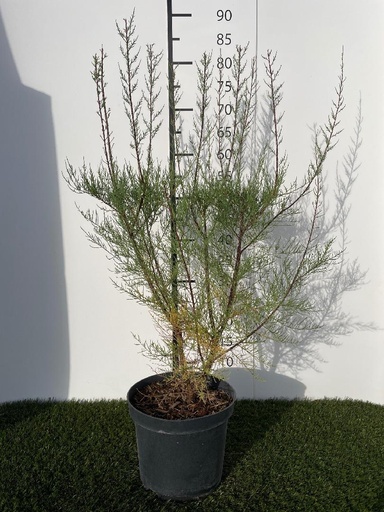 [P0000451] Tamarix tetrandra C3 40-60