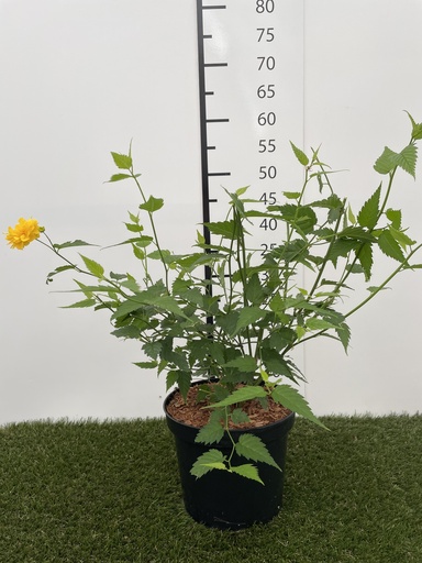 [P0000468] Kerria jap. Pleniflora C3 30-40