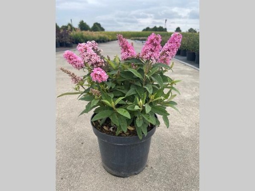 [P0000488] Buddleja dav. Butterfly candy Little Pink 30-40